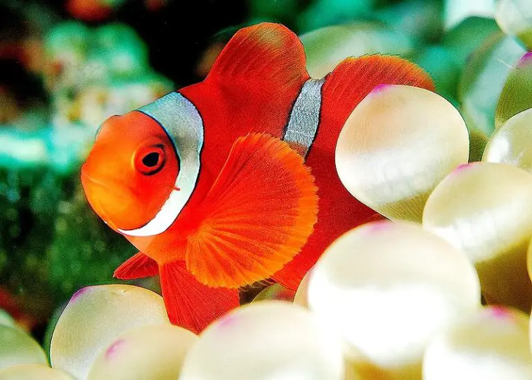Maroon Clownfish Care Facts Premnas Biaculeatus maroon-clownfish-care-facts-premnas-biaculeatus