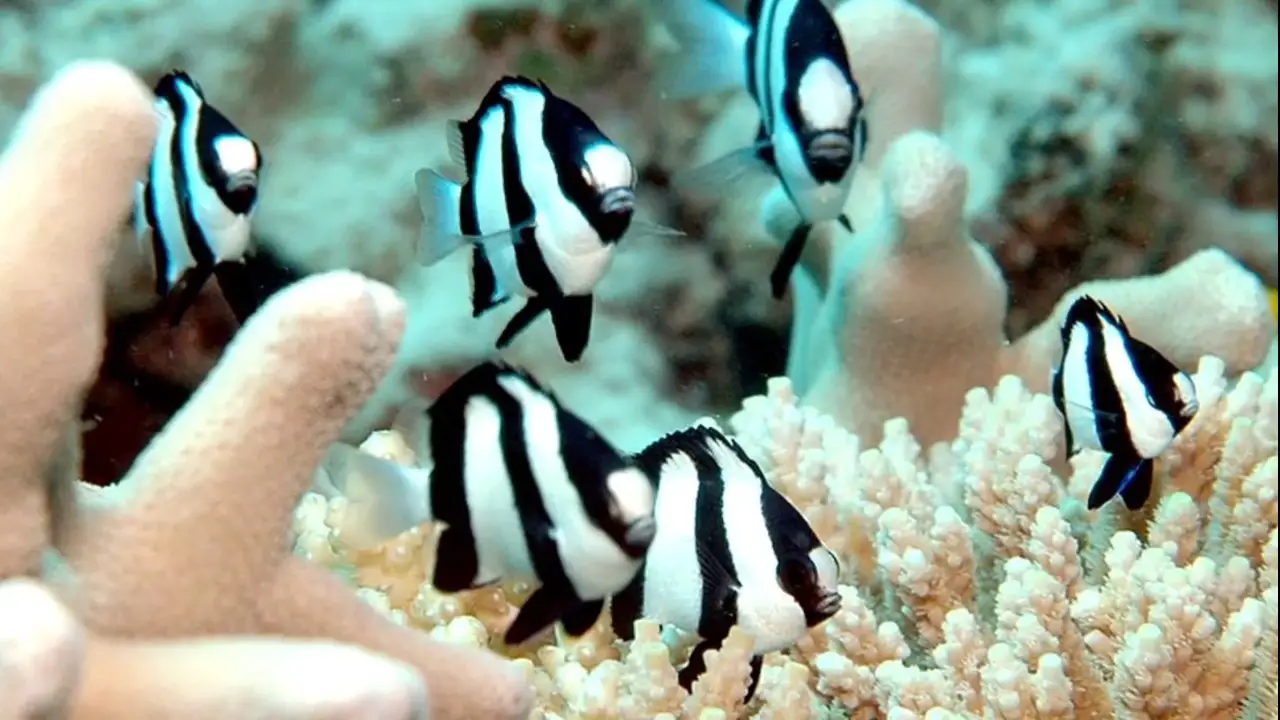 Three Stripe Damselfish Care & Facts (Dascyllus aruanus)