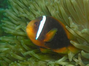Tomato Clownfish