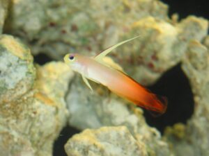 firefish Nemateleotris magnifica