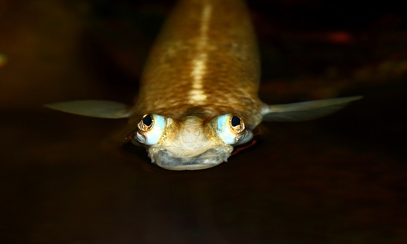 Four Eyed Fish