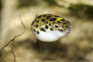 Green Spotted Pufferfish