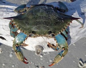 Can Blue Crabs Live in Freshwater