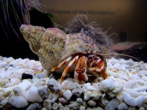 Can Saltwater Crabs Live in Freshwater