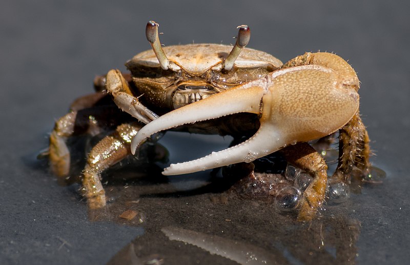 Fiddler Crabs And Mudskippers