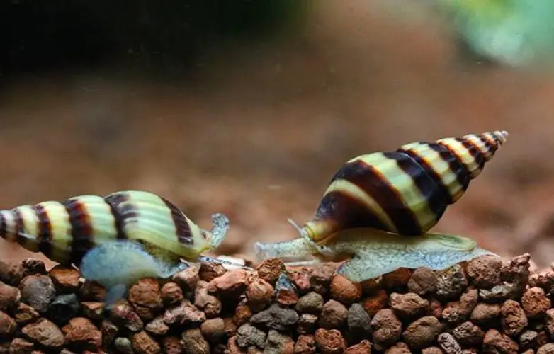 How Many Snails Do I Need for a Reef Tank? - SeaLife Planet