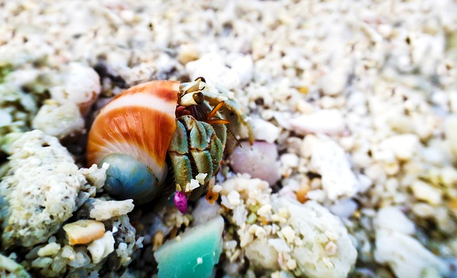 What hermit crabs are not reef safe