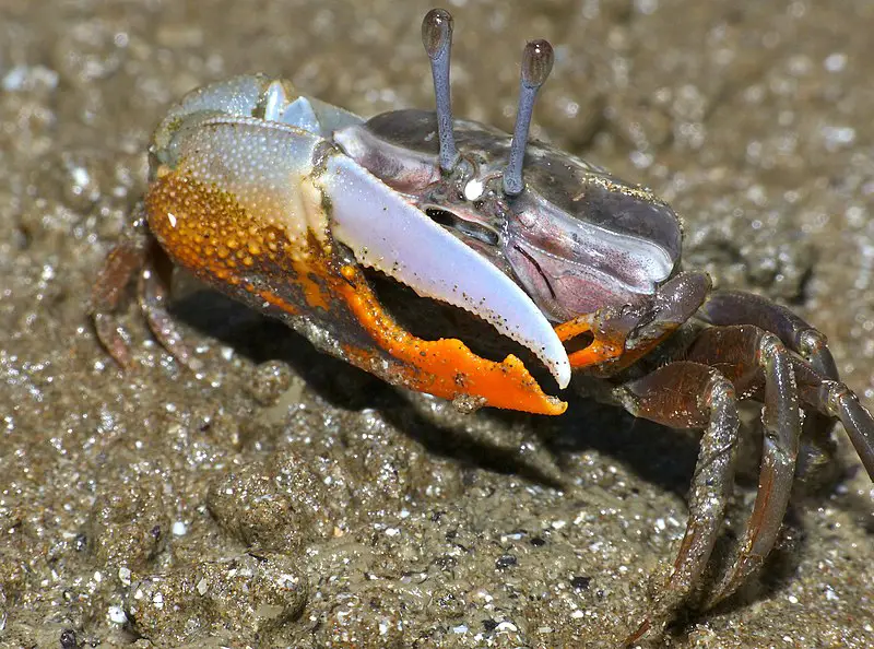 Why Do Fiddler Crabs Make Bubbles