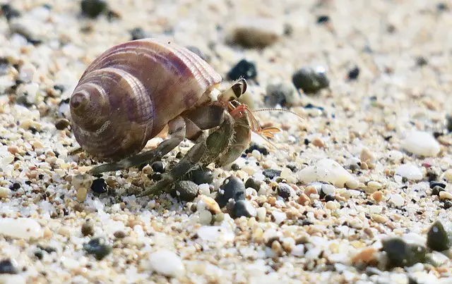 Can Hermit Crabs Live in Freshwater? - SeaLife Planet