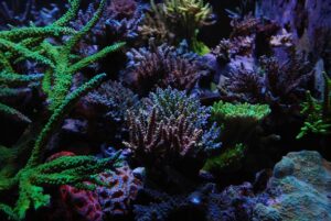 Diatoms in a Reef Tank