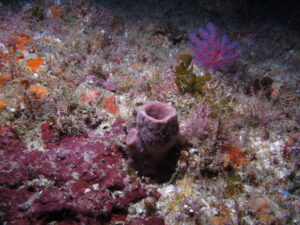 what causes sponges in Reef Tank