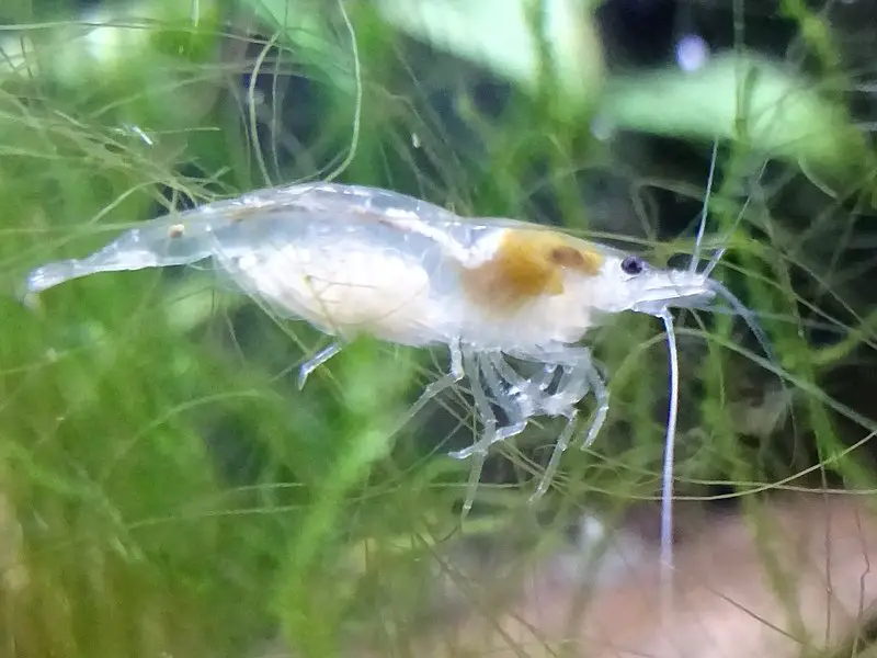 Can Ghost Shrimp Live in Brackish Water
