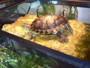 Can I Turn My Turtle Tank Filter Off at Night
