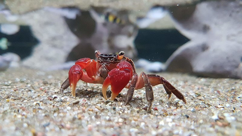 Can Red Claw Crabs And Fiddler Crabs Live Together