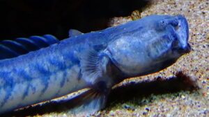 Do Dragon Goby Bury Themselves