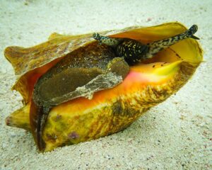 Is Conch a Mollusk or Crustacean