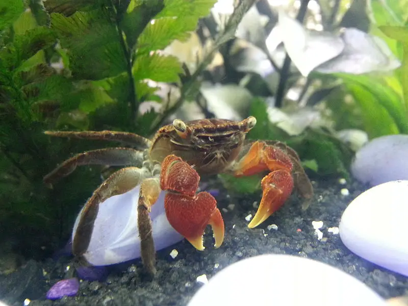 Red Claw Crabs Diet