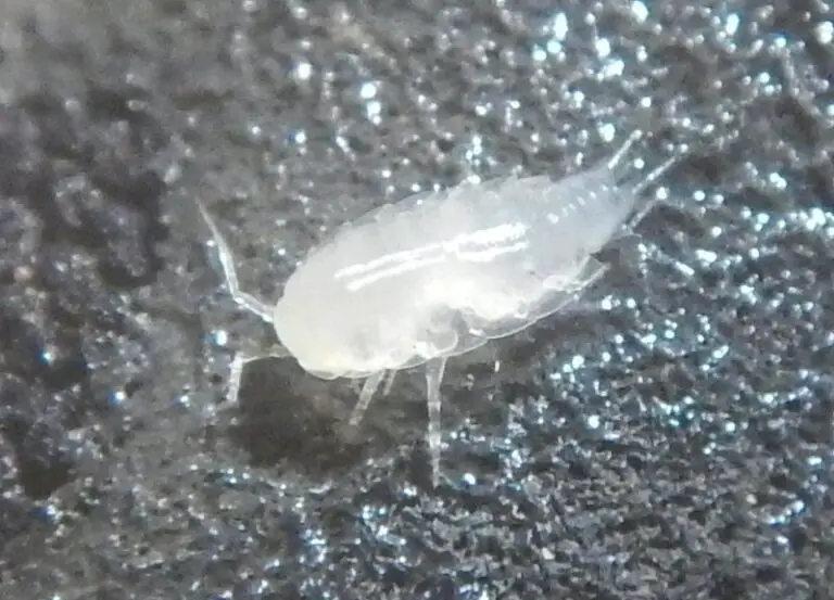 What Are The Little White Bugs in My Turtle Tank?