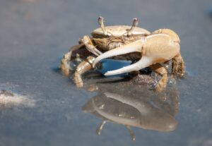 What is The Best Food Diet For Fiddler Crabs