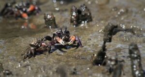Can Mud Crabs Take Off a Finger