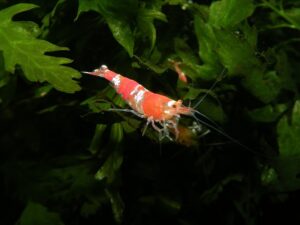 Is Shrimp a Fish or Crustacean