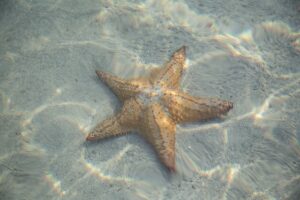 Is a starfish a crustacean