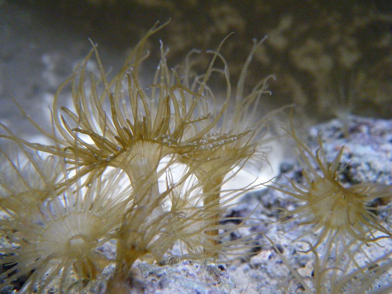 Aiptasia or Feather Duster