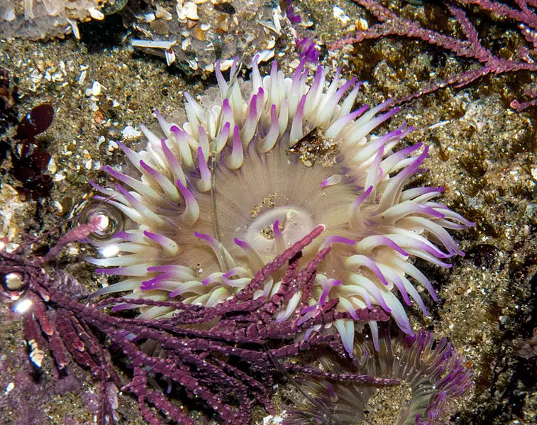 Anemone With Purple Tips