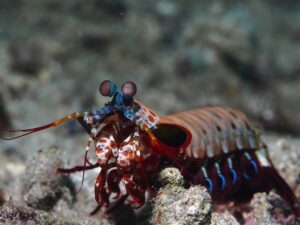 Best Mantis Shrimp Tank Mates