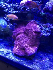 How Do Chalice Corals Grow