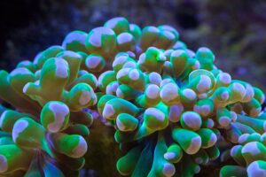 How Do Hammer Corals Grow