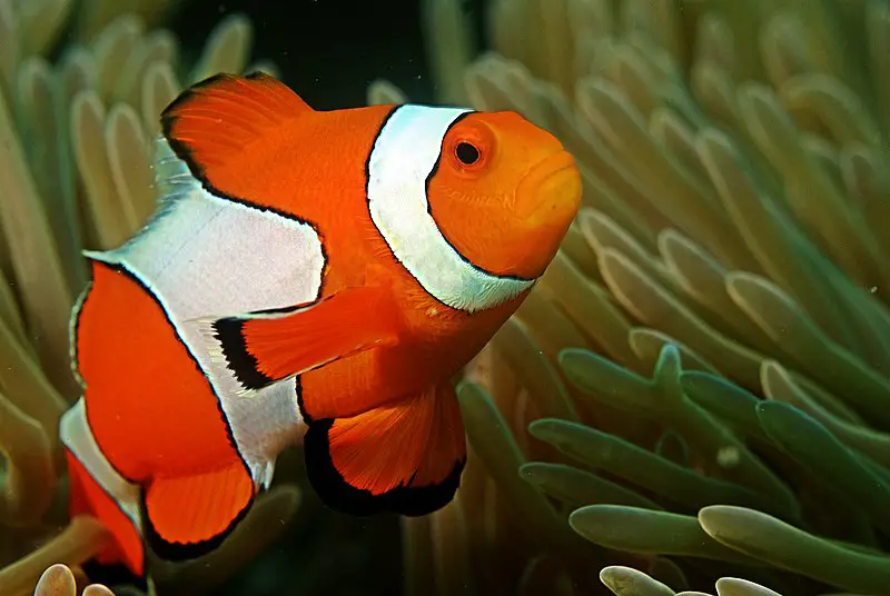 What Corals Do Clown Fish Host