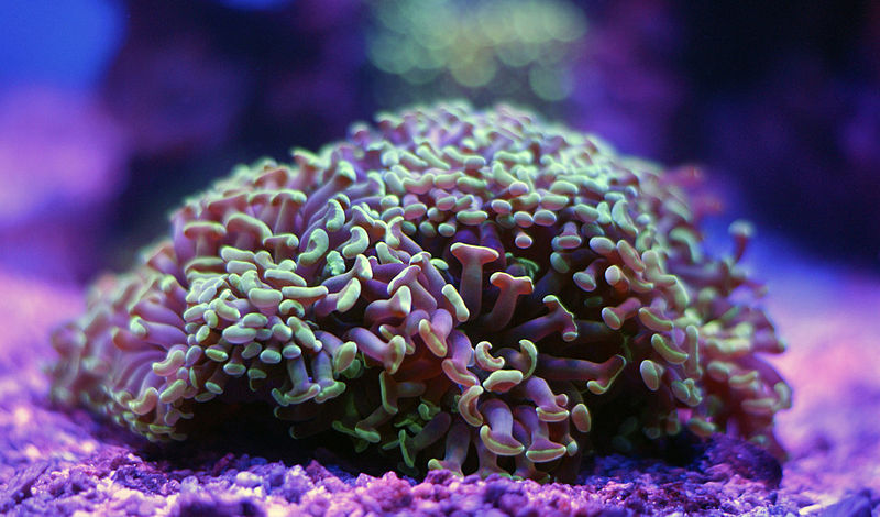 What Do Hammer Corals Eat
