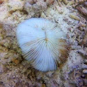 What to Feed Mushroom Corals