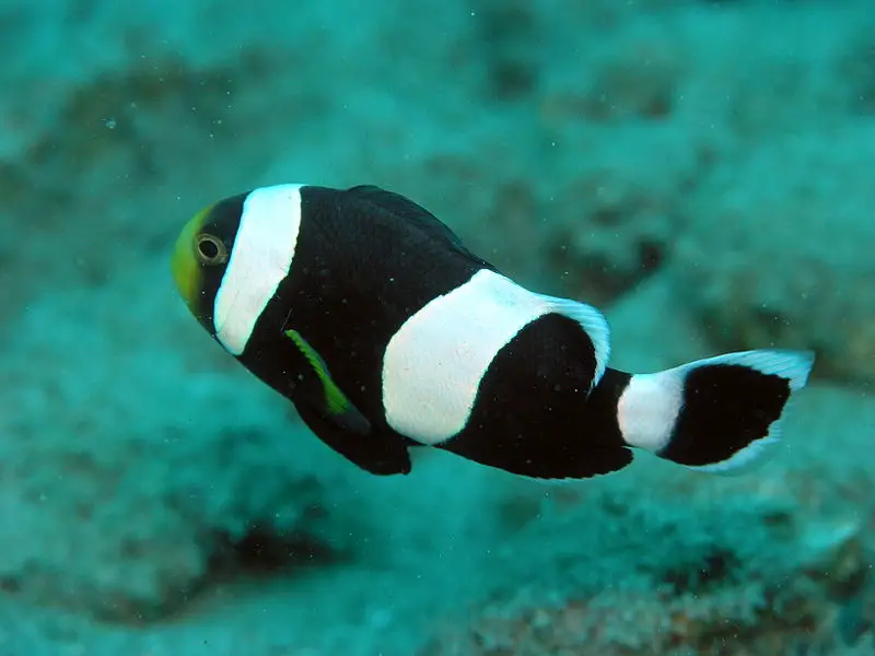 Why Do Clownfish Turn Black