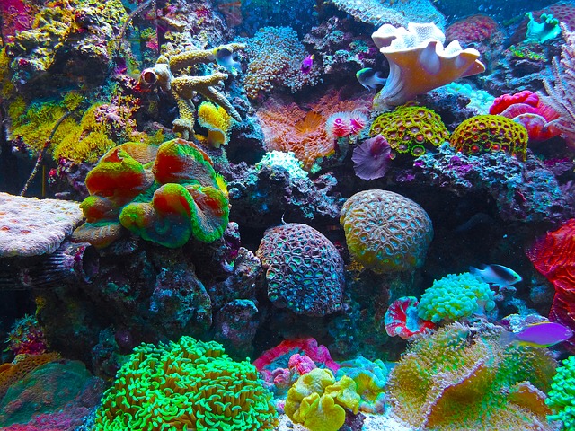 How to Identify Corals