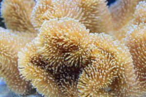 How Fast Do Toadstool Corals Grow?
