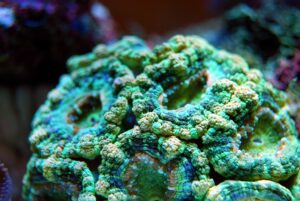 How Fast Do Acan Corals Grow