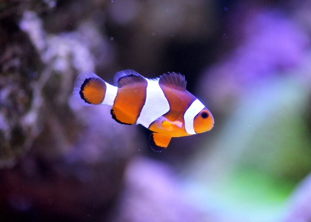 Clownfish Ich