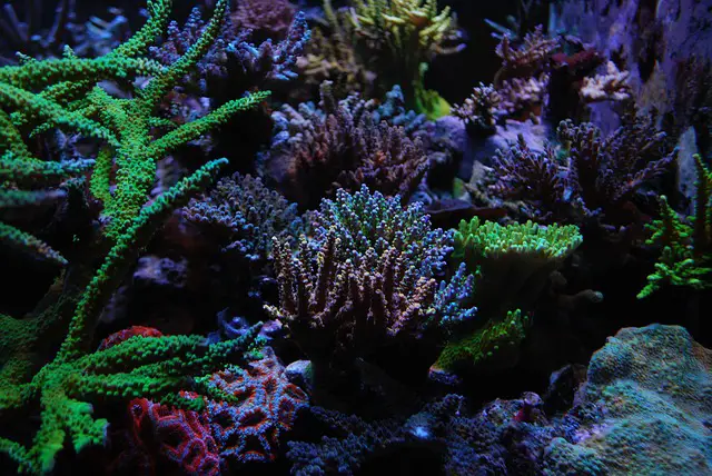 When to Add Corals to New Tank