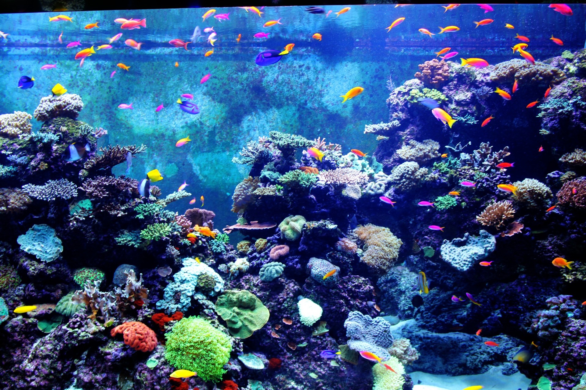How Much White Light Do Corals Need? - SeaLife Planet