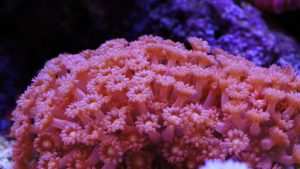 Flower Pot Coral Dying