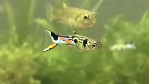 How Many Endlers Can You Keep in a 5-Gallon Tank