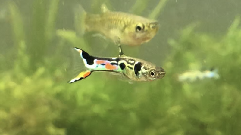How Many Endlers Can You Keep in a 5-Gallon Tank? - SeaLife Planet