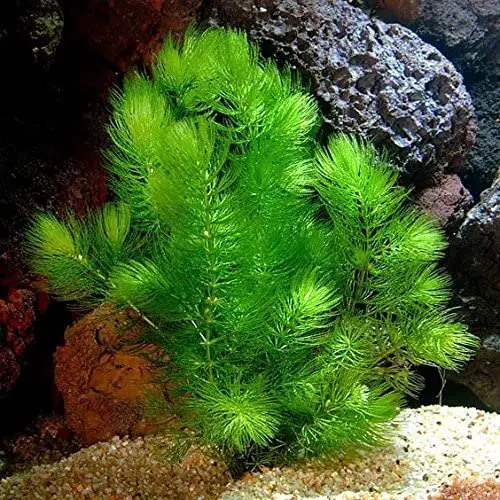 How to Trim Hornwort