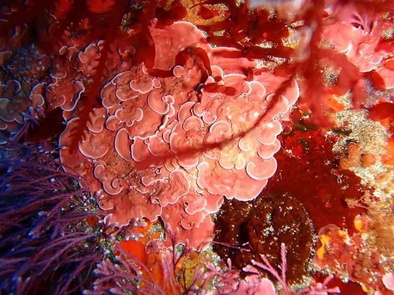 Orange Coralline Algae: All You Need To Know
