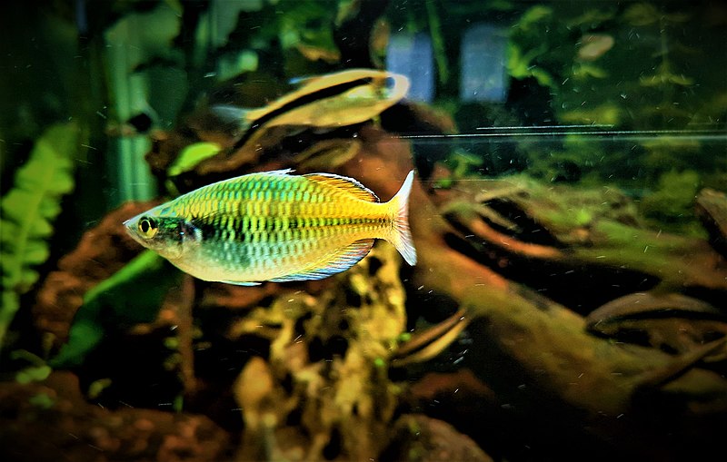Rainbowfish Fry