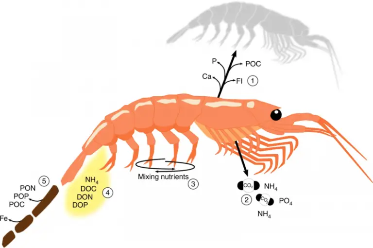 does shrimp make you poop