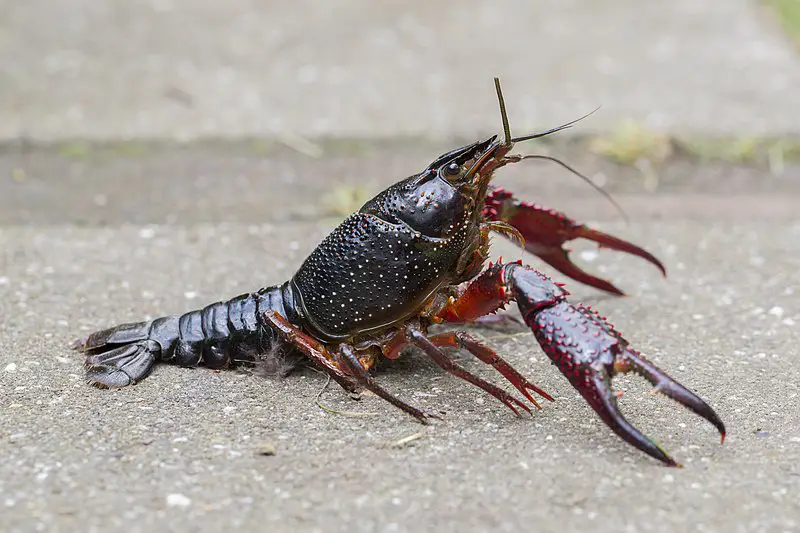 Will Crayfish Eat Snails