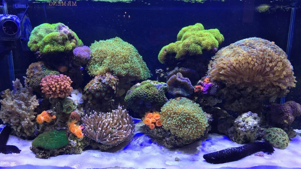Can You Put Coral in a Freshwater Tank